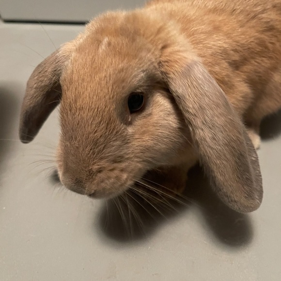 Bunny Nuggetz All Natural Organic Premium Fertilizer - Picture 4 of 5